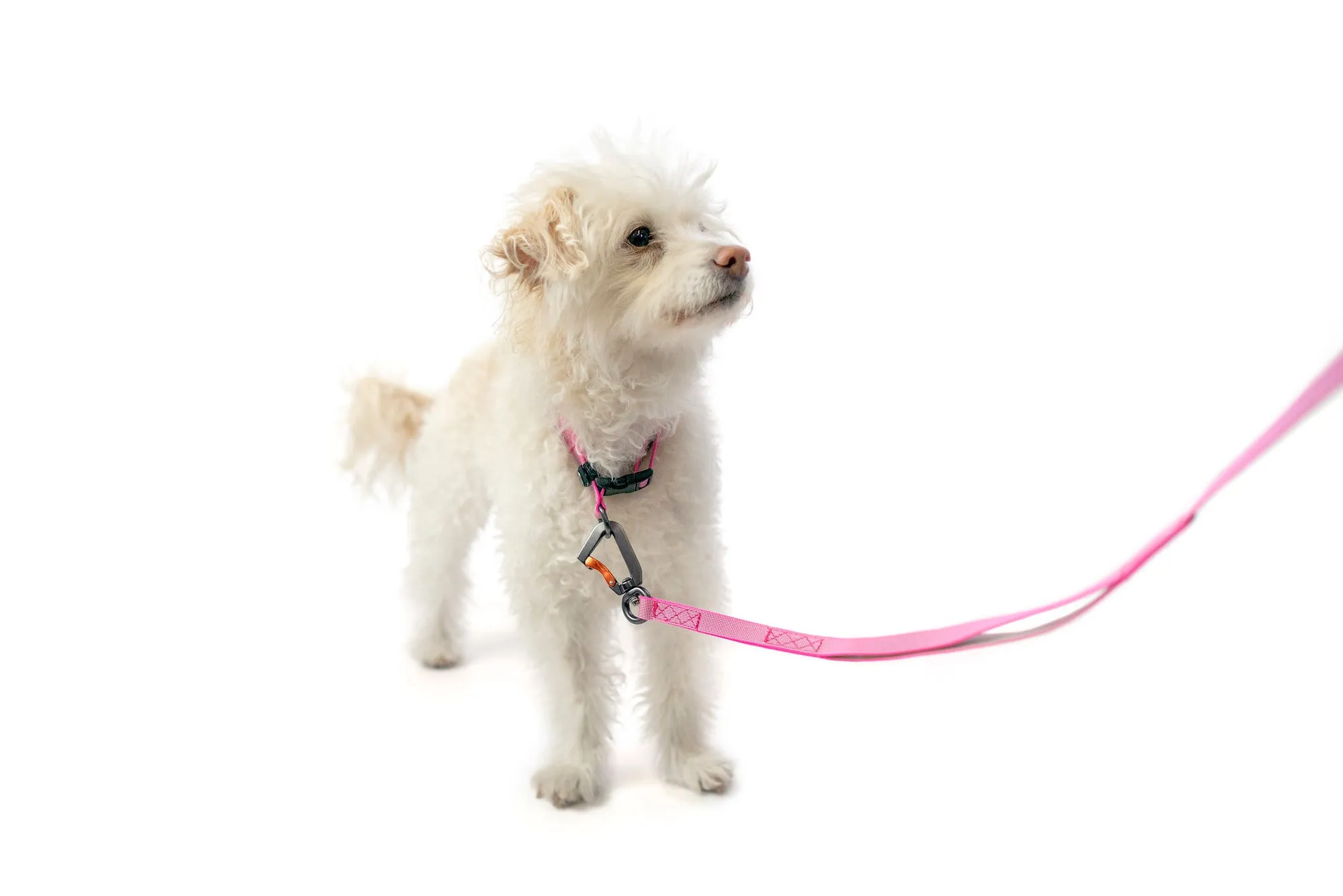 Sleepypod Locking Martingale Collar