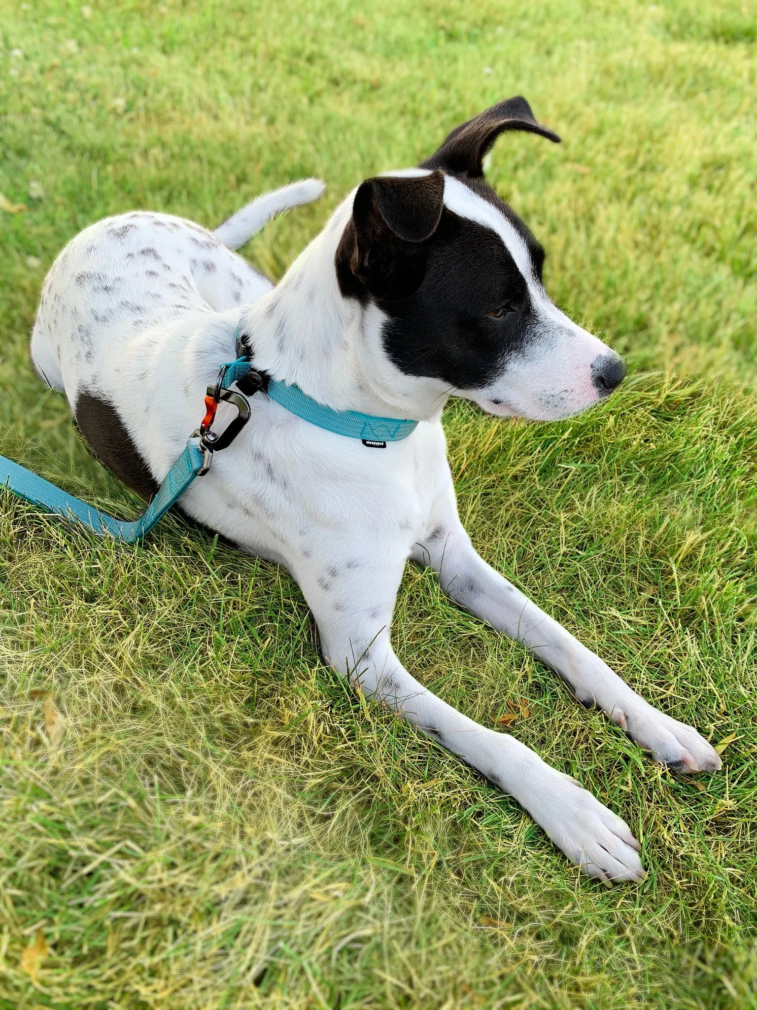 Sleepypod Locking Martingale Collar