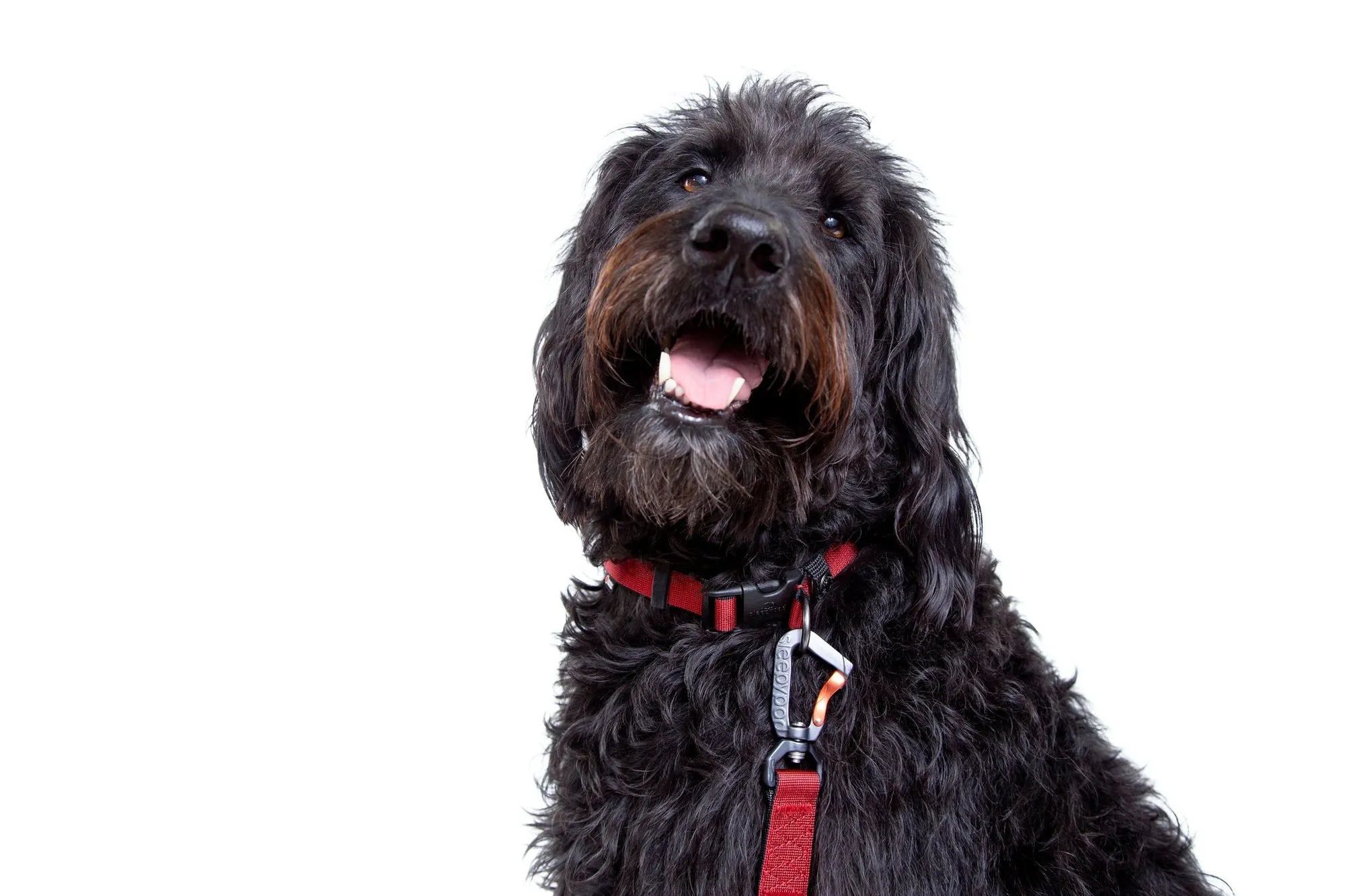 Sleepypod Locking Martingale Collar